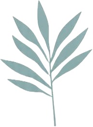 a green leaf on a white background.jpg